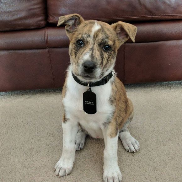 Meet your Posher, Ethan - Picture 1 of 1